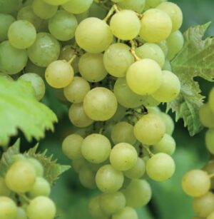 Vitis Solaris