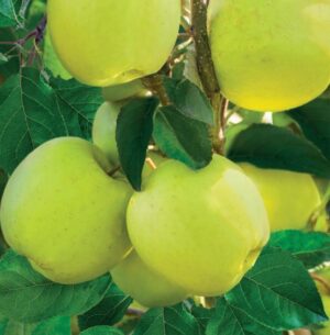 Malus domestica Golden Delicious