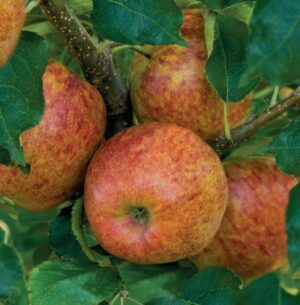 Malus domestica Jonagold