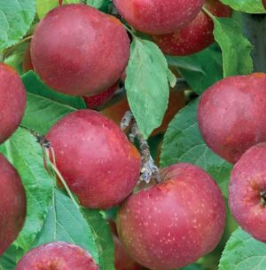 Malus domestica Rode Boskoop