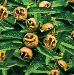 Mespilus germanica