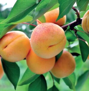 Prunus armeniaca