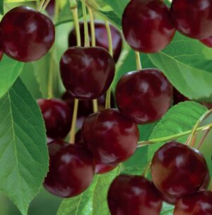 Prunus avium Lapins