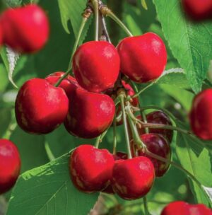 Prunus avium Stella