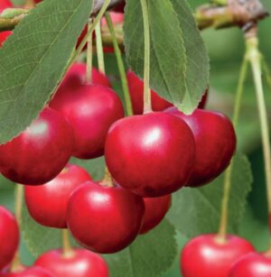 Prunus cerasus Morel
