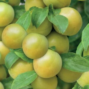 Prunus domestica Ontario