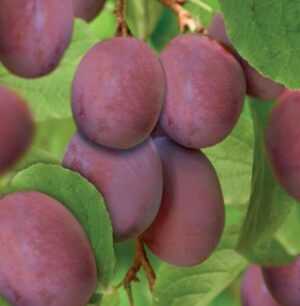 Prunus domestica Opal