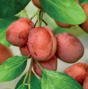 Prunus domestica Victoria