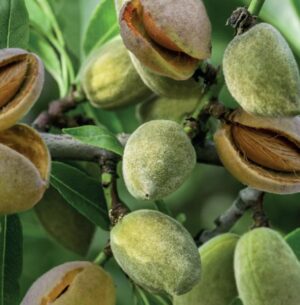 Prunus dulcis