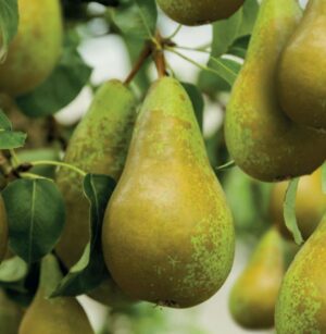 Pyrus communis Conference