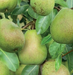 Pyrus communis Doyenné du Comice