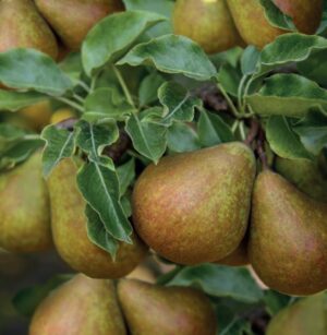 Pyrus communis Gieser Wildeman