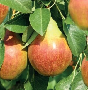 Pyrus communis Williams