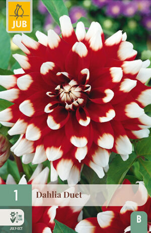 Dahlia Duet