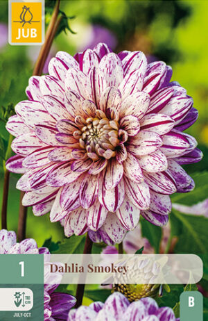 Dahlia Smokey