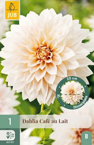 Dahlia Café au Lait