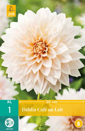 Dahlia Café au Lait