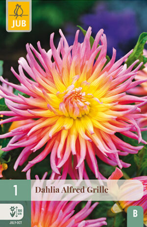 Dahlia Alfred Grille