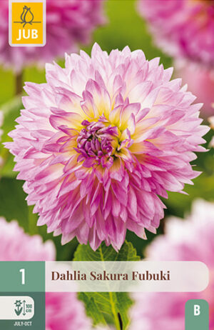 Dahlia Sakura Fubuki