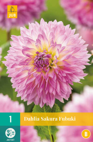 Dahlia Sakura Fubuki