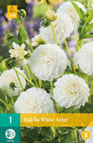 Dahlia White Aster