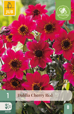 Dahlia Cherry Red