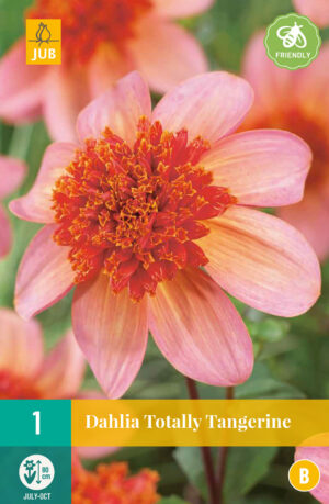 Dahlia Totally Tangerine