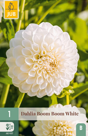 Dahlia Boom Boom White