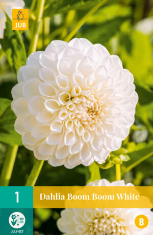 Dahlia Boom Boom White