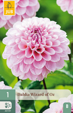 Dahlia Wizard of Oz