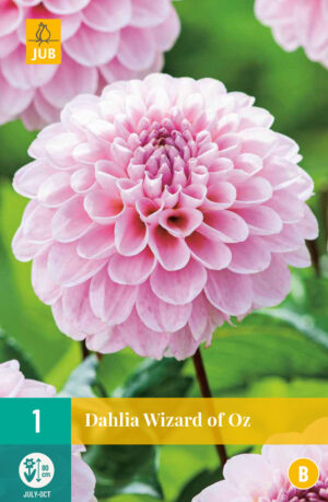 Dahlia Wizard of Oz