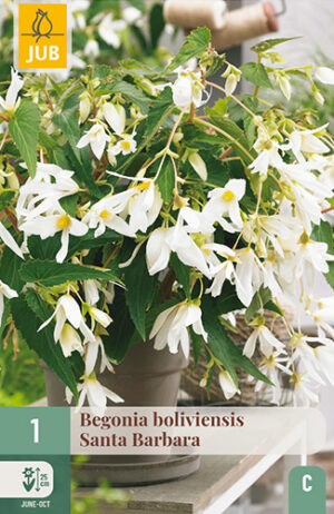 Begonia boliviensis Santa Barbara