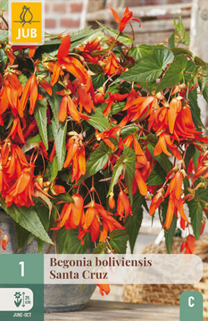 Begonia boliviensis Santa Cruz