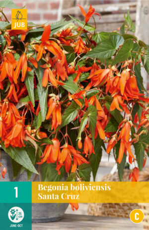 Begonia boliviensis Santa Cruz