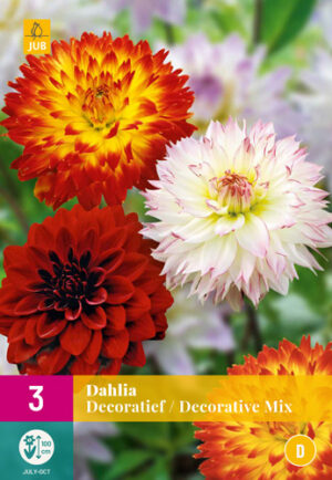 Dahlia Decoratief Mix