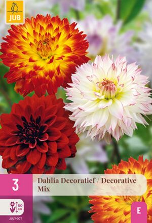 Dahlia Decoratief Mix