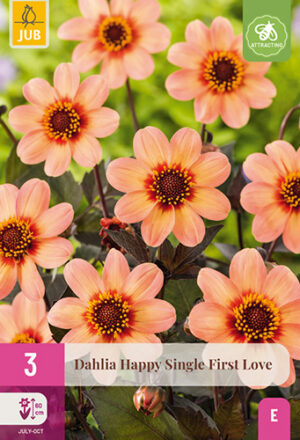 Dahlia Happy Single First Love