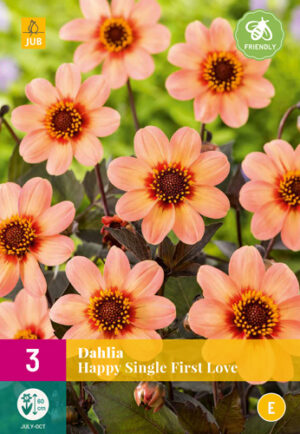 Dahlia Happy Single First Love