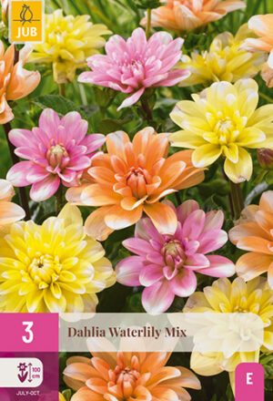 Dahlia Waterlily Mix