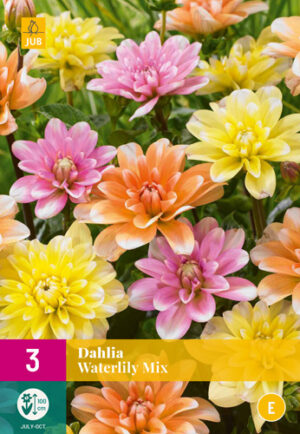 Dahlia Waterlily Mix