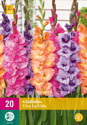 Gladiolus Viva la Vida