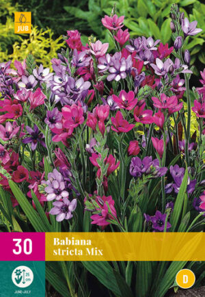Babiana Stricta Mix