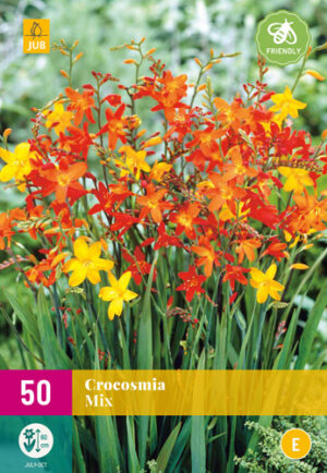 Crocosmia Mix