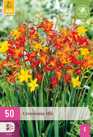 Crocosmia Mix