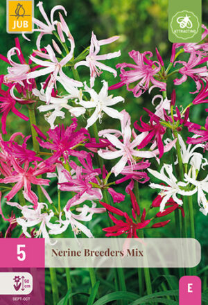 Nerine Breeders Mix