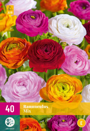 Ranunculus Mix
