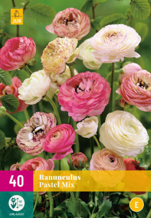 Ranunculus Pastel Mix