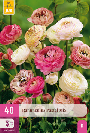 Ranunculus Pastel Mix