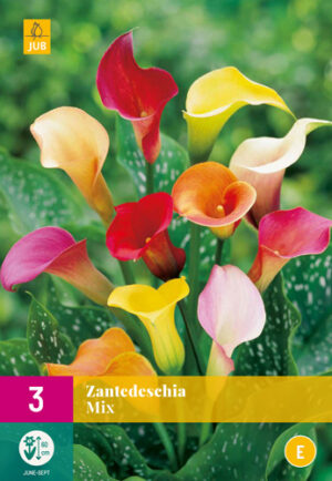 Zantedeschia Mix