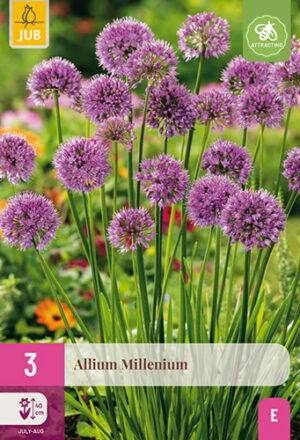 Allium Millenium